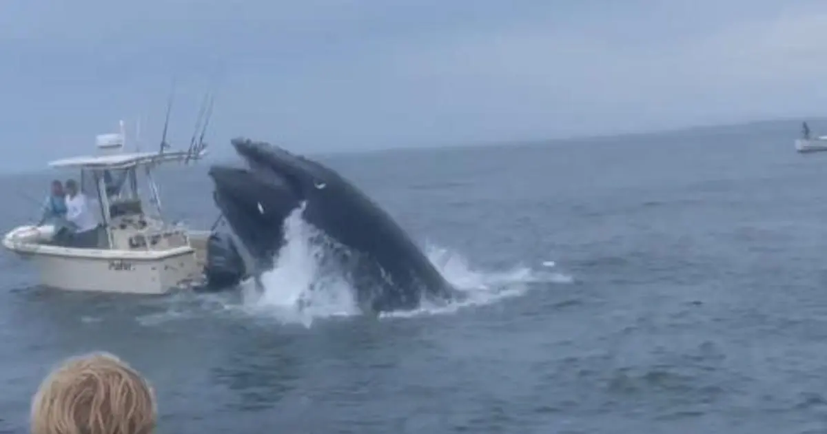 Whale Capsizes Boat